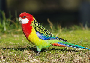 К чему снится разноцветный попугай