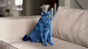 Приснился синий кот 