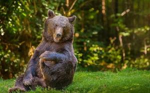 Толкование сна про медведя