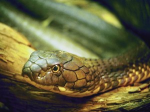 Увидеть змею во сне - значение и толкование