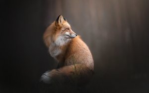 К чему снятся лисы рыжие