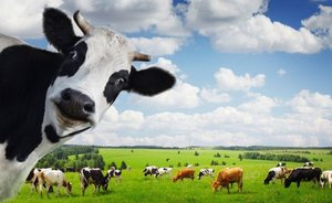 К чему снятся много коров