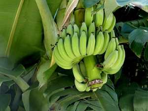 К чему снятся не спелые бананы