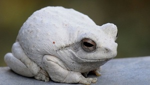 К чему снится жабы много жаб thumbnail