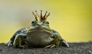 Лягушка в короне