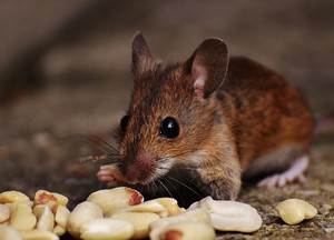 К чему снятся маленькие мышки
