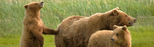Как понять значение сна про медведя
