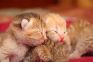 К чему во сне снятся слепые или новорожденные котята