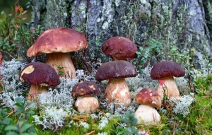 Много грибов найти во сне