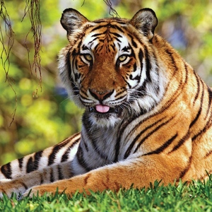 К чему видеть во сне тигра