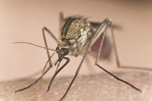 Толкование сна о комаре в разных сонниках
