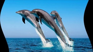 Толкование снов про дельфиноы