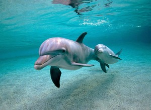 Значение снов про дельфинов