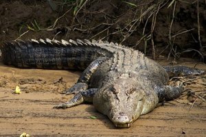 К чему снится крокодилы маленькие thumbnail