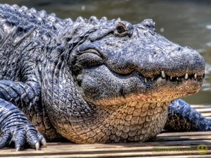 Видеть во сне крокодилов