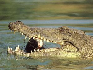Как узнать значение снов про крокодилов
