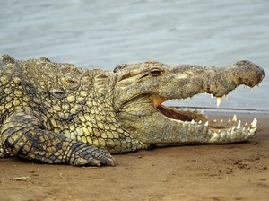 К чему снятся крокодилы маленькие thumbnail