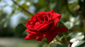 Красная роза во сне