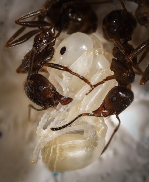 Видение в котором муравьи бегают по телу