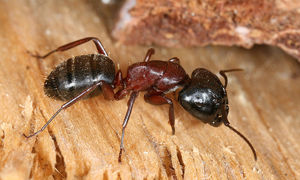 Значение сна о рыжих муравьях