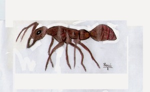 Что означает сон с рыжими муровьями
