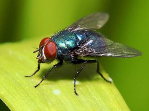 Значение снов про насекомое