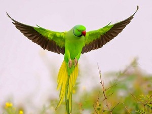 К чему снится зеленый попугай