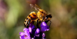 Особенность и значение сна про пчел