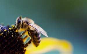 Значение сна про пчелиный рой