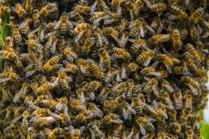 К чему снятся пчелы