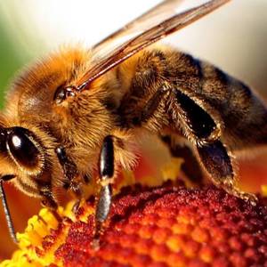 Толкование сна про пчел