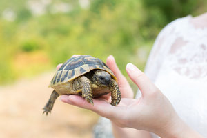 К чему снятся черепахи большие и маленькие thumbnail