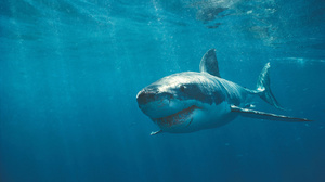 К чему видеть во сне акулу