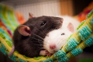 Как узнать значение сна про крысу