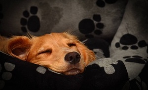 Значение снов про собаку