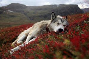 К чему может сниться человеку волк: спящий, нападающий, стая