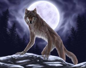 Видеть волка-оборотня во сне