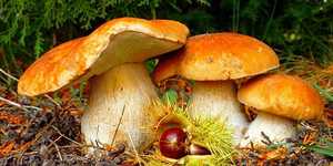 К чему снятся грибы