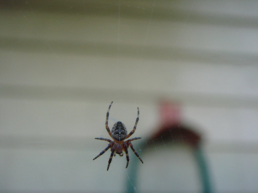 Паук вечером на кухне примета. Маленький паук. Домашние пауки. Пауки в доме. Очень маленький паук.