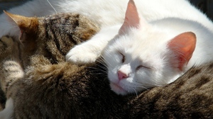 Как узнать значение сна про кошку