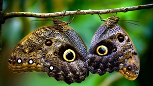 Приснилась пара бабочек во сне