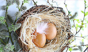 Значение снов: к чему снятся яйца птиц