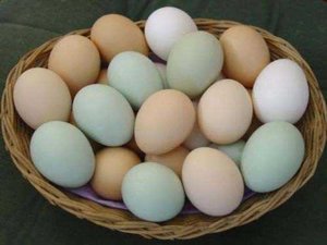 Яйца разных цветов