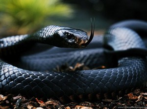 К чему снится черная змея в доме сонник