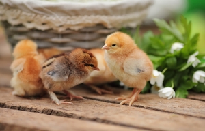 К чему снится много цыплят: маленькие, большие, разноцветные