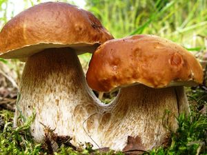 Приснились грибы