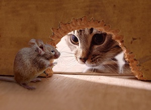 Кот и мыши во сне - сонник