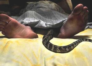 К чему видеть во сне укус змеи