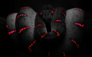 Черная змея в сноведениях