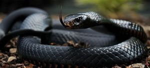 Как растолковать сон про черную змею